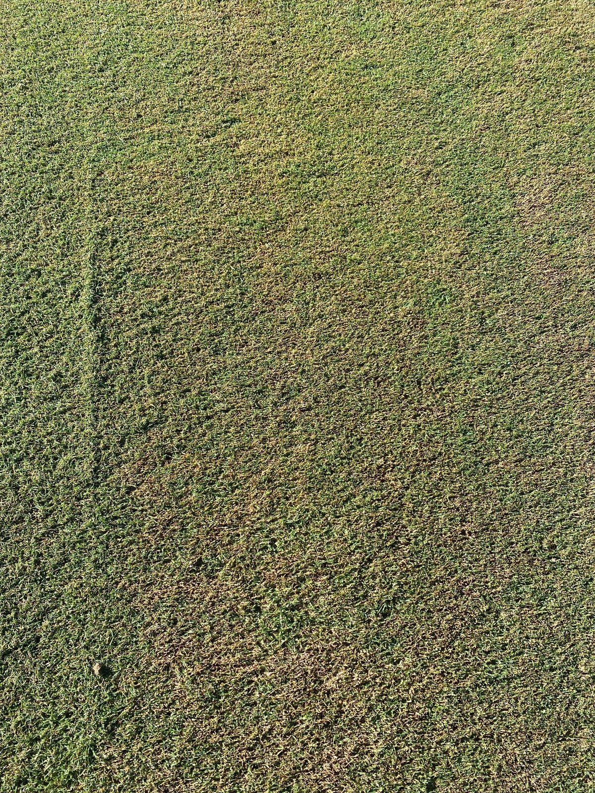 Close-up phone photo of a fairway