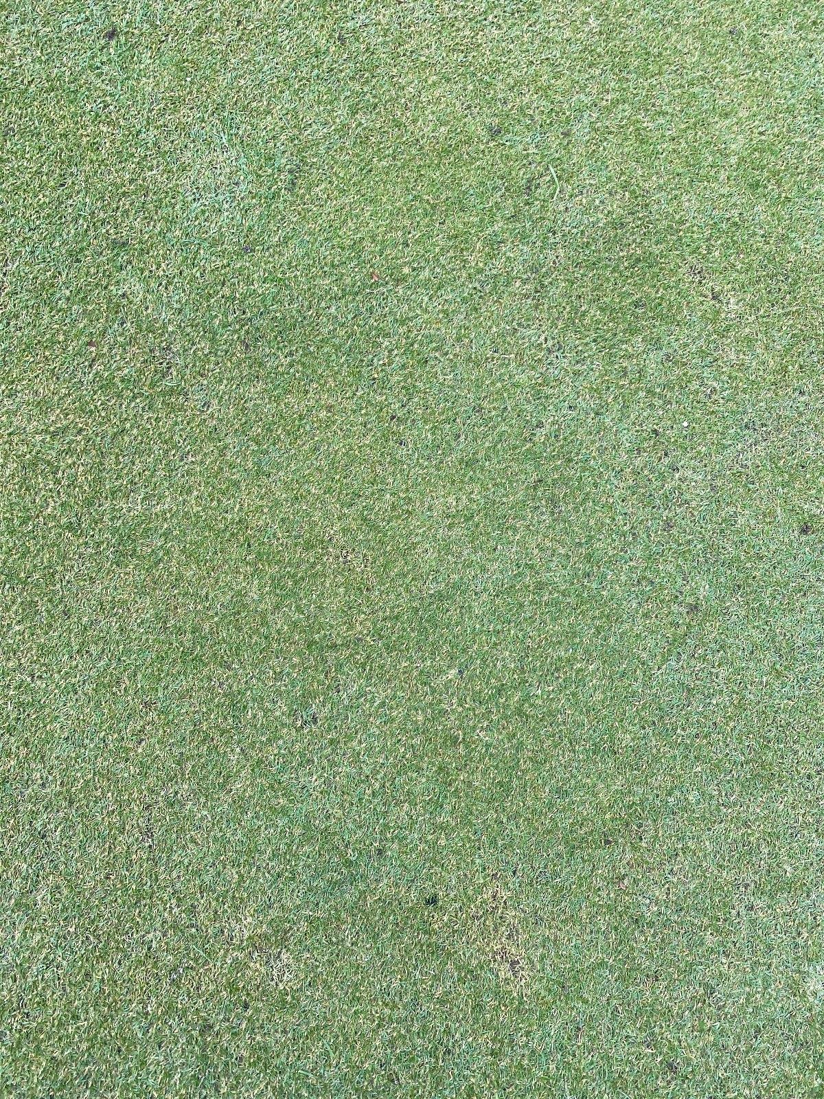Close-up phone photo of a green